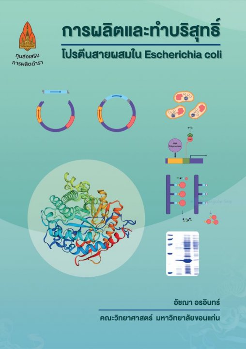 การผลิตและทำบริสุทธิ์โปรตีนสายผสมใน Escherichia coli